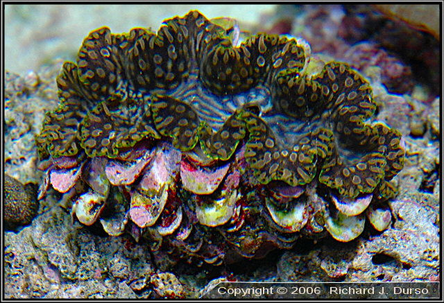 durso s 180 gallon