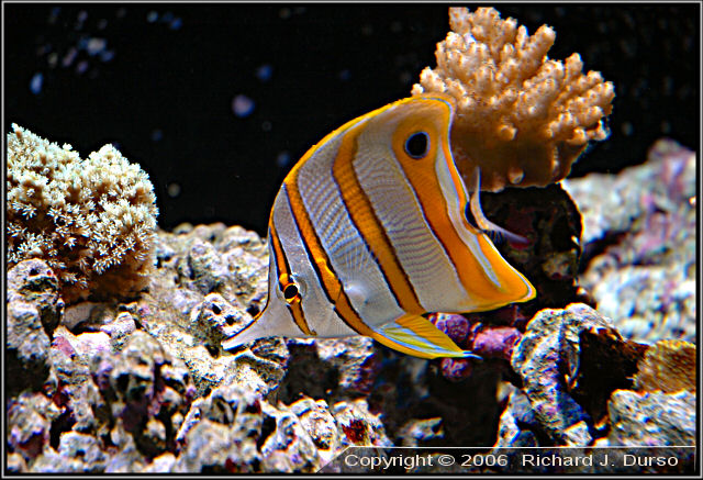 durso s 180 gallon