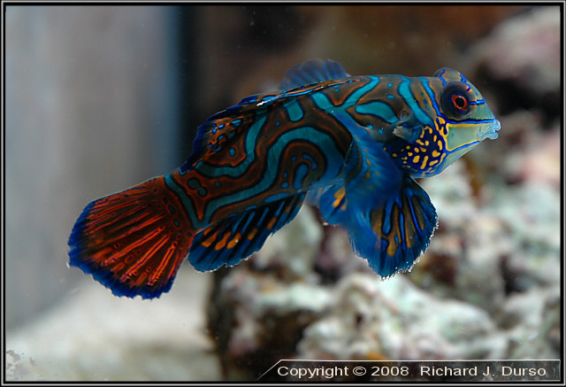 Blue Mandarin Fish