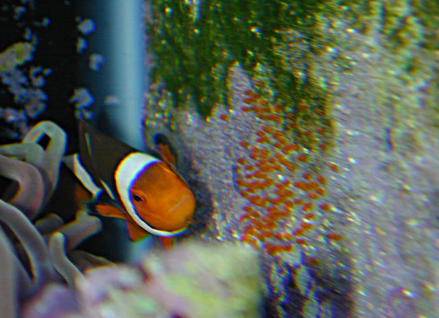 clownfish-eggs.jpg (14k)