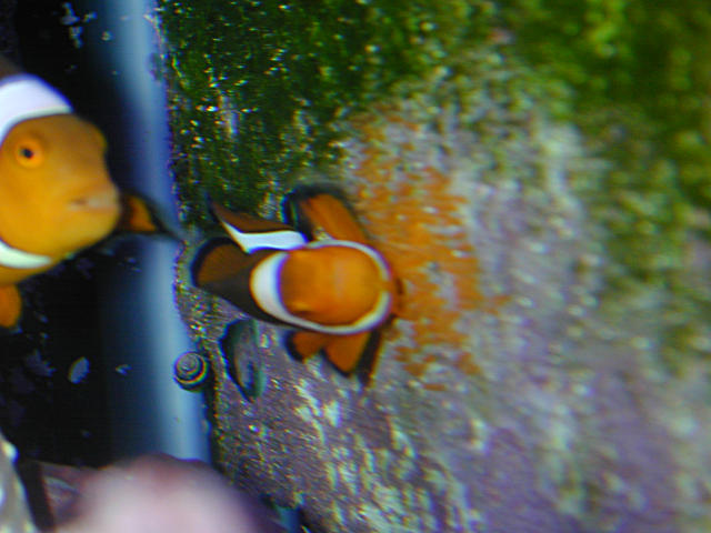 clownfish-eggs02.jpg (13k)