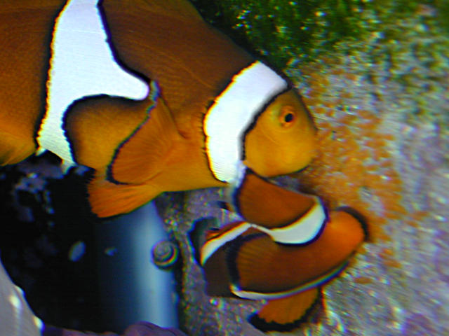 clownfish-eggs03.jpg (10k)