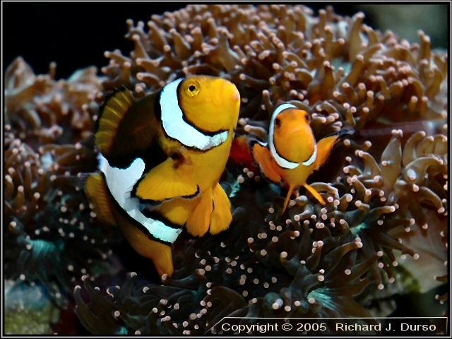 clownfish.jpg (13k)