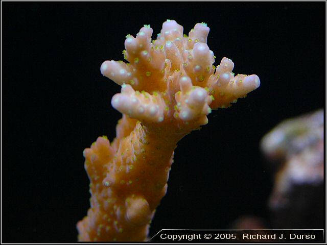 Tricolor acropora (Acropora sp.), just added to display tank. Picture taken September 2005, Nikon D70 Digital SLR, Sigma 105mm Macro lens