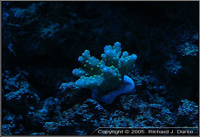 Tricolor acropora (Acropora sp.), under Power Compact Blue Actinic Lighting. Picture taken September 2005, Nikon D70 Digital SLR, Sigma 105mm Macro lens