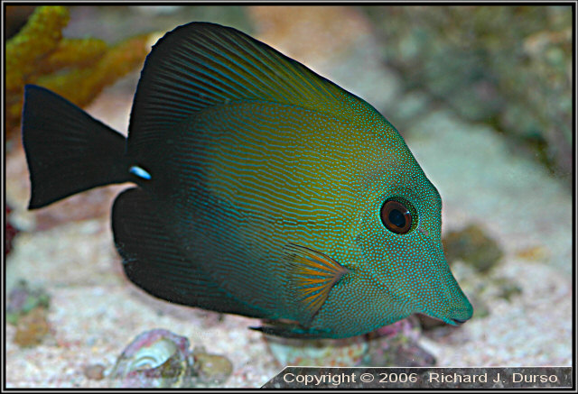 Scopas Tang - Zembrasoma scopas Picture taken May 2006, Nikon D70 Digital SLR, Nikkor 18-70mm DX lens