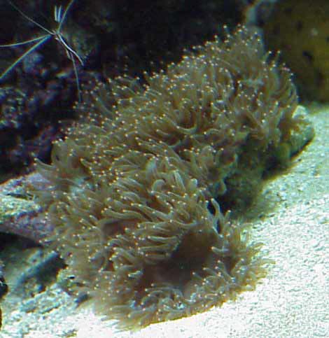 Figure 1.The author&rsquo;s Elegance coral - April 1999.