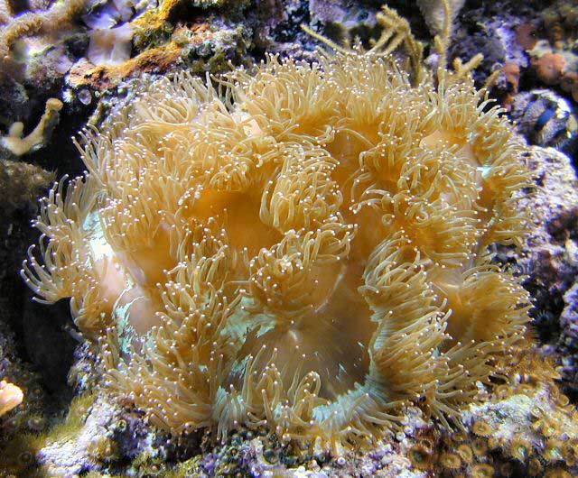 Figure 2. The author&rsquo;s Elegance coral - March 2002.