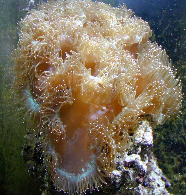 Figure 3. The author&rsquo;s Elegance coral - June 2004.