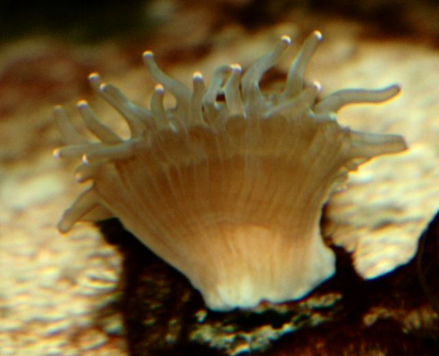 Figure 4. The first daughter colony located - December 2004.