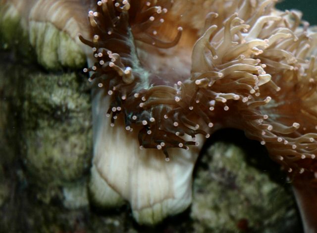 Figure 5. Twin daughter colonies forming - December 2004.