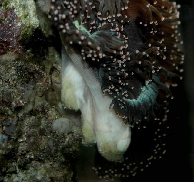 Figure 6. Triplet daughter colonies forming - December 2004.