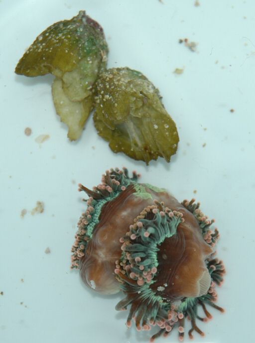 Figure 7. Triplet daughter colony flesh cut free of the parent colony - May 2005.