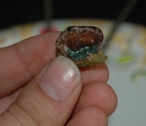 Figure 9. The author holding an Elegance coral fragment - May 2005