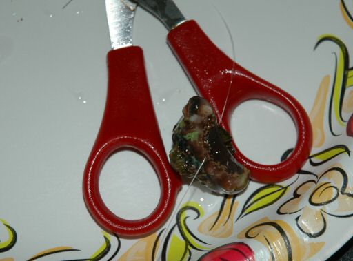 Figure 8. Elegance flesh cut in half and a mounting attempt - May 2005