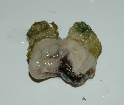 Figure 10. Twin daughter colony cut from the parent - May 2005.