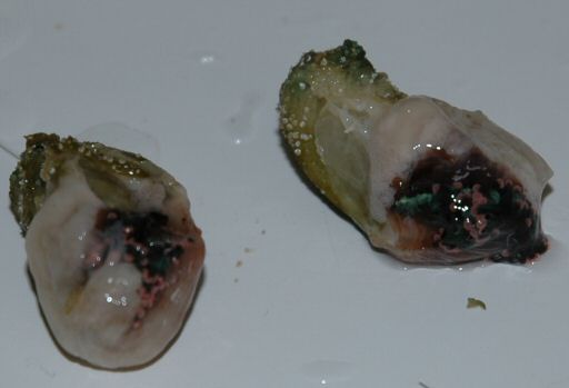 Figure 11. Twin daughter colonies separated - May 2005