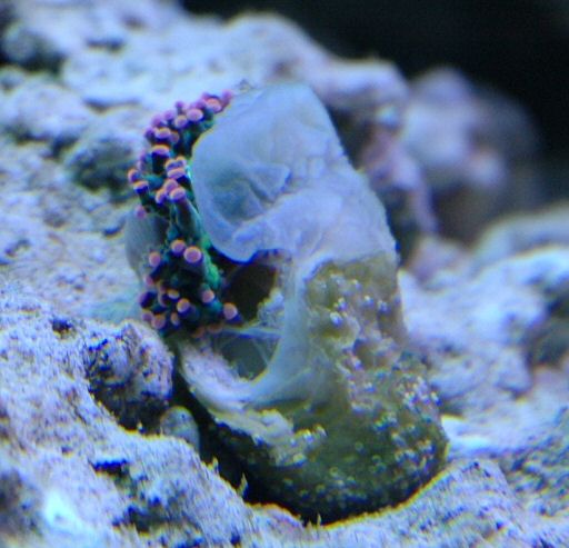 Figure 12. The Elegance coral daughter colony showing the exposed wound - May 2005.