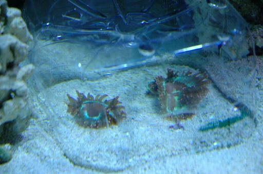 Figure 13. Two Elegance corals, formerly part of the triplet section - May 2005.