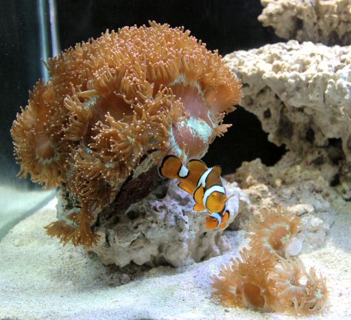 Figure 14. Three daughter colonies adapting - May 2005