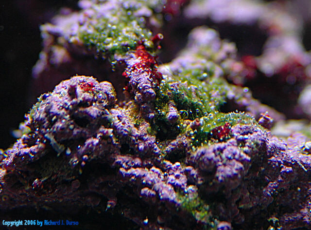 Peter Weis 500 Gallon Tank - 06-22-2006